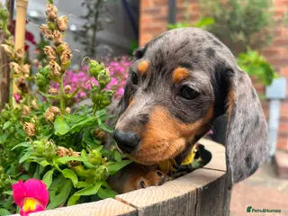 Miniature Dachshund dogs Gorgeous miniature dachshund puppies - Advert 1