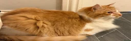 Maine Coon cats for sale: Maine coon  in Hamilton - Advert 5