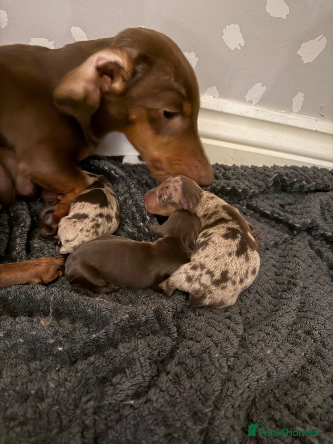 Miniature Dachshund dogs for sale: 1 Boy & 1 Girl Tan Pedigree Miniature Puppies - Image 4