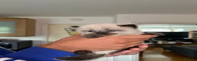 Persian 1