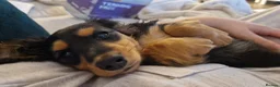 Miniature Dachshund dogs for sale: Champion Sired Mini Longhaired Dachshunds - Advert 3