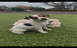 Jack Russell dogs for sale: Tri coloured Jack Russel pups  - Advert 1