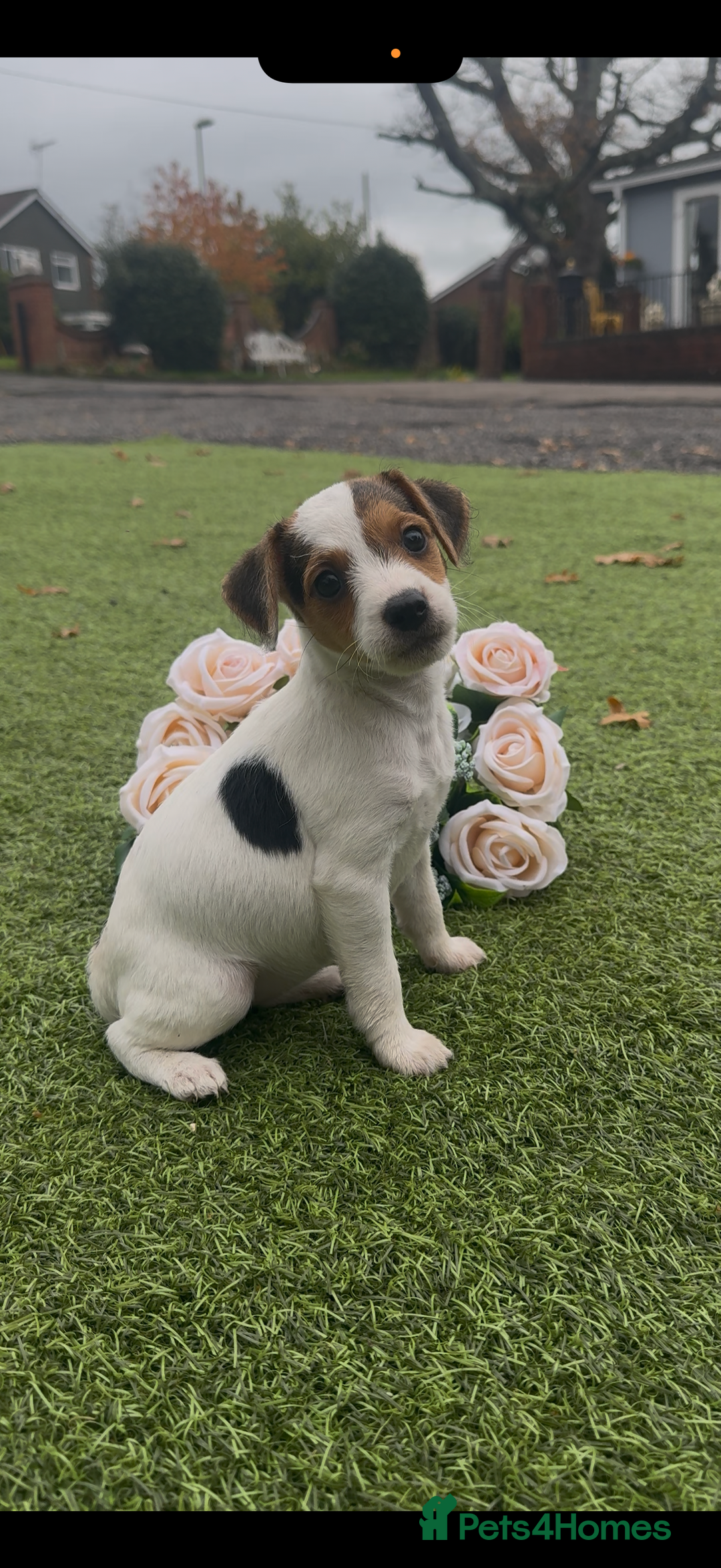 Jack Russell dogs for sale: Tri coloured Jack Russel pups  - Advert 1