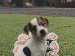 Jack Russell dogs for sale: Tri coloured Jack Russel pups - Advert 1