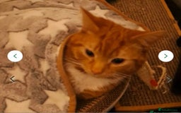 Mixed Breed cats for sale: Rehoming gizmo and ash  - Image 16