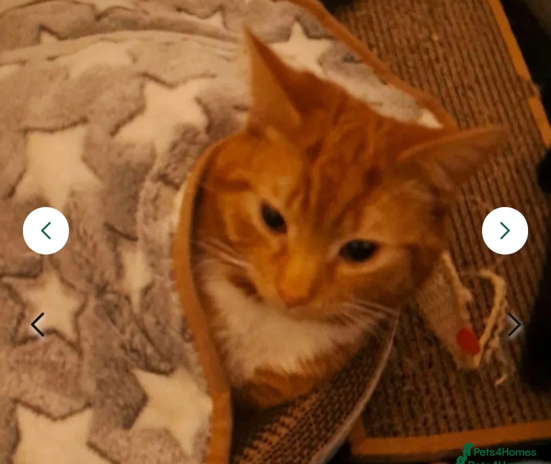 Mixed Breed cats for sale: Rehoming gizmo and ash  - Image 16