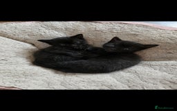 Mixed Breed cats for sale: Beautiful kittens for sale - Image 6