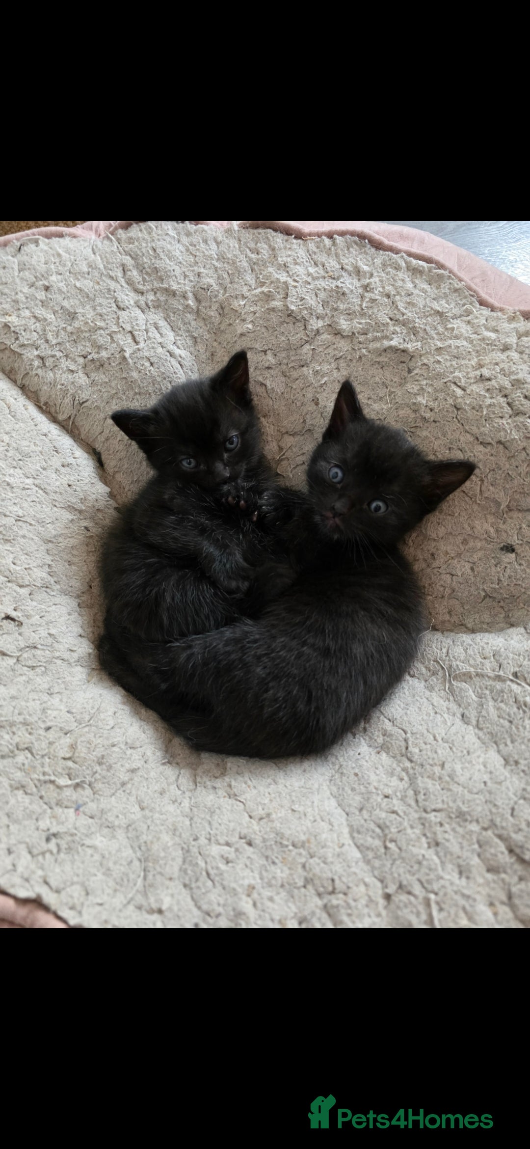 Mixed Breed cats for sale: Beautiful kittens for sale - Image 6