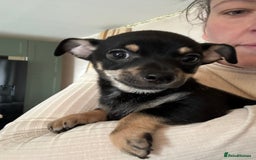 Chihuahua dogs for sale: 2 male puppies Ready to go  - Image 4