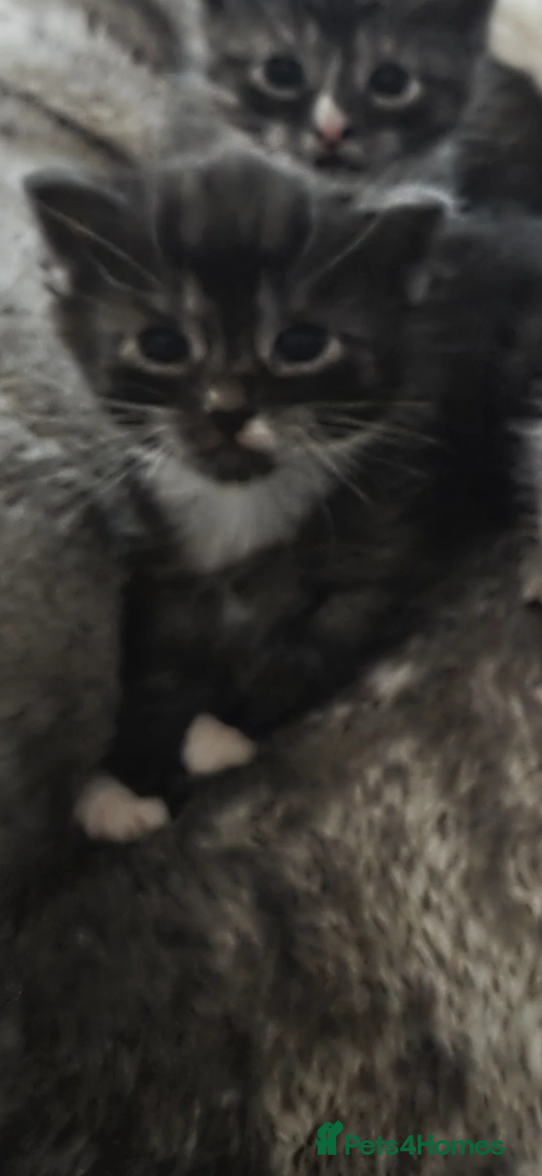 Mixed Breed cats for sale: Gorgeous long haired kittens - Advert 2