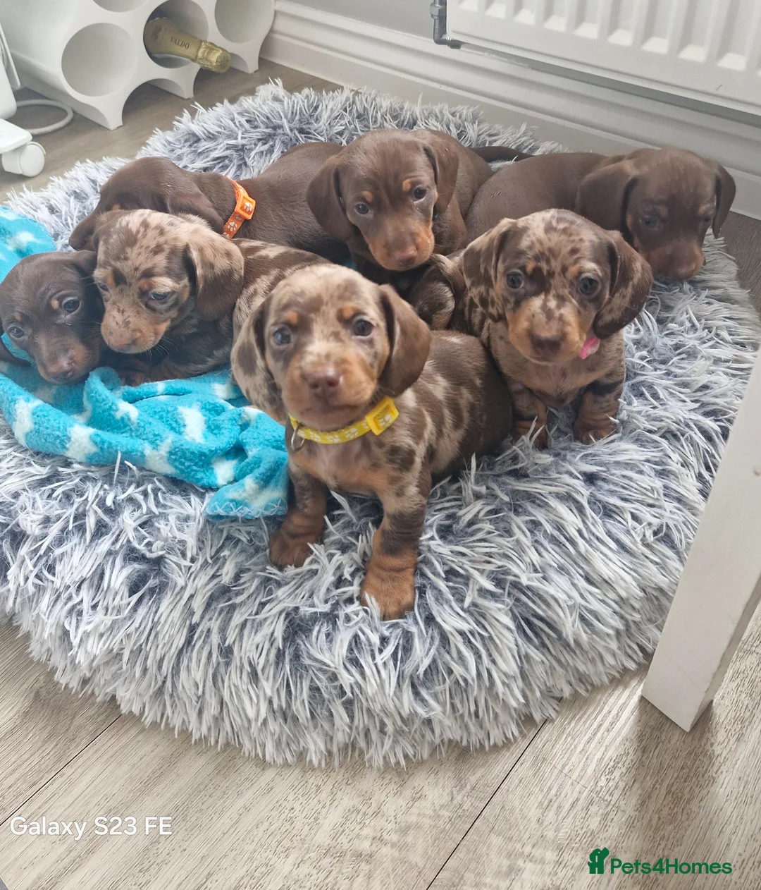 Miniature Dachshund dogs for sale: Gorgeous KC registered Miniature Dachshunds - Advert 2
