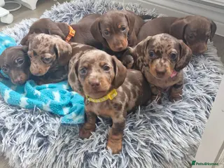 Miniature Dachshund dogs Gorgeous KC registered Miniature Dachshunds - Advert 18