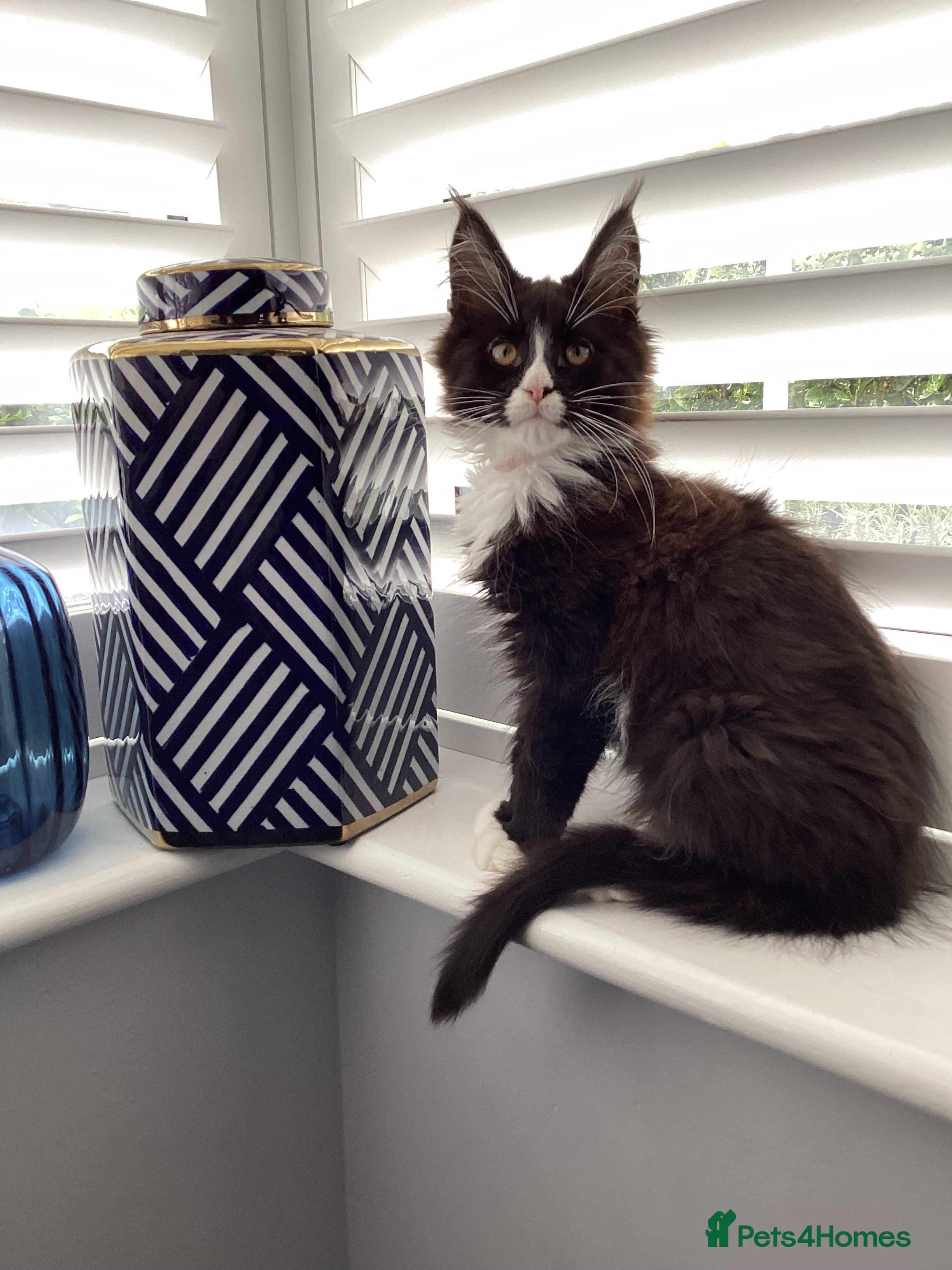 Maine Coon cats Pure Maine Coon Kittens, gorgeous bundles of fluff - Advert 6
