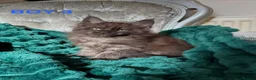 Maine Coon cats for sale: ONLY 2 LEFT SHOW QUALITY MAINE COON KITTENS - Advert 1