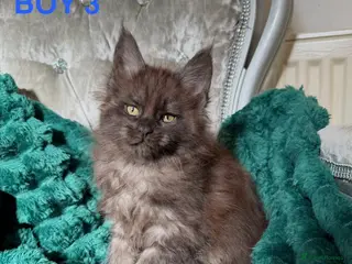 Maine Coon cats ONLY 2 LEFT SHOW QUALITY MAINE COON KITTENS - Advert 15