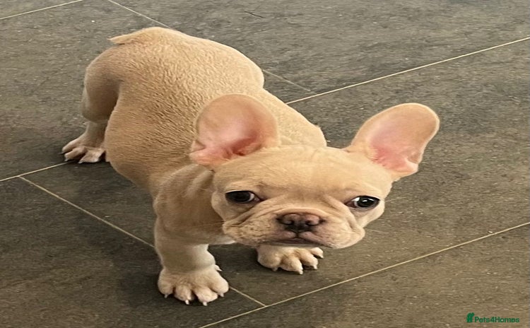 French Bulldog dogs - Advert 9