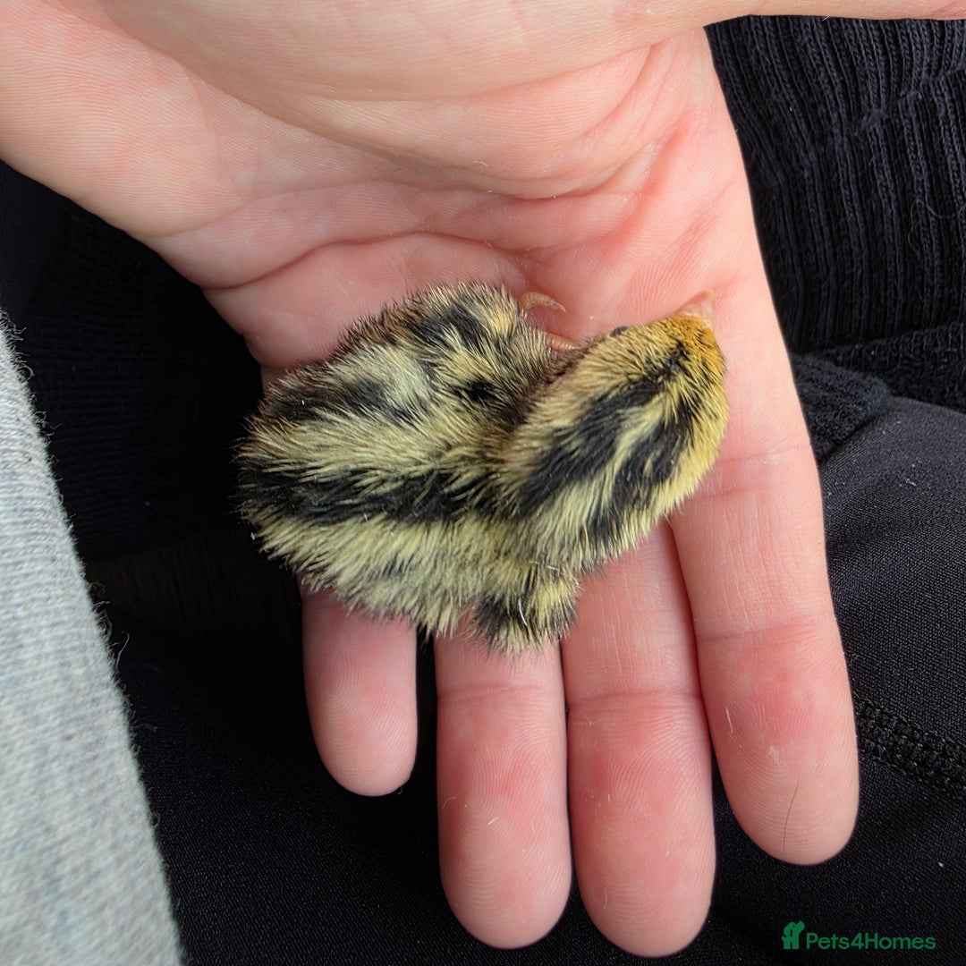 Quail poultry for sale: Japanese Quail HATCHING EGGS - Image 2