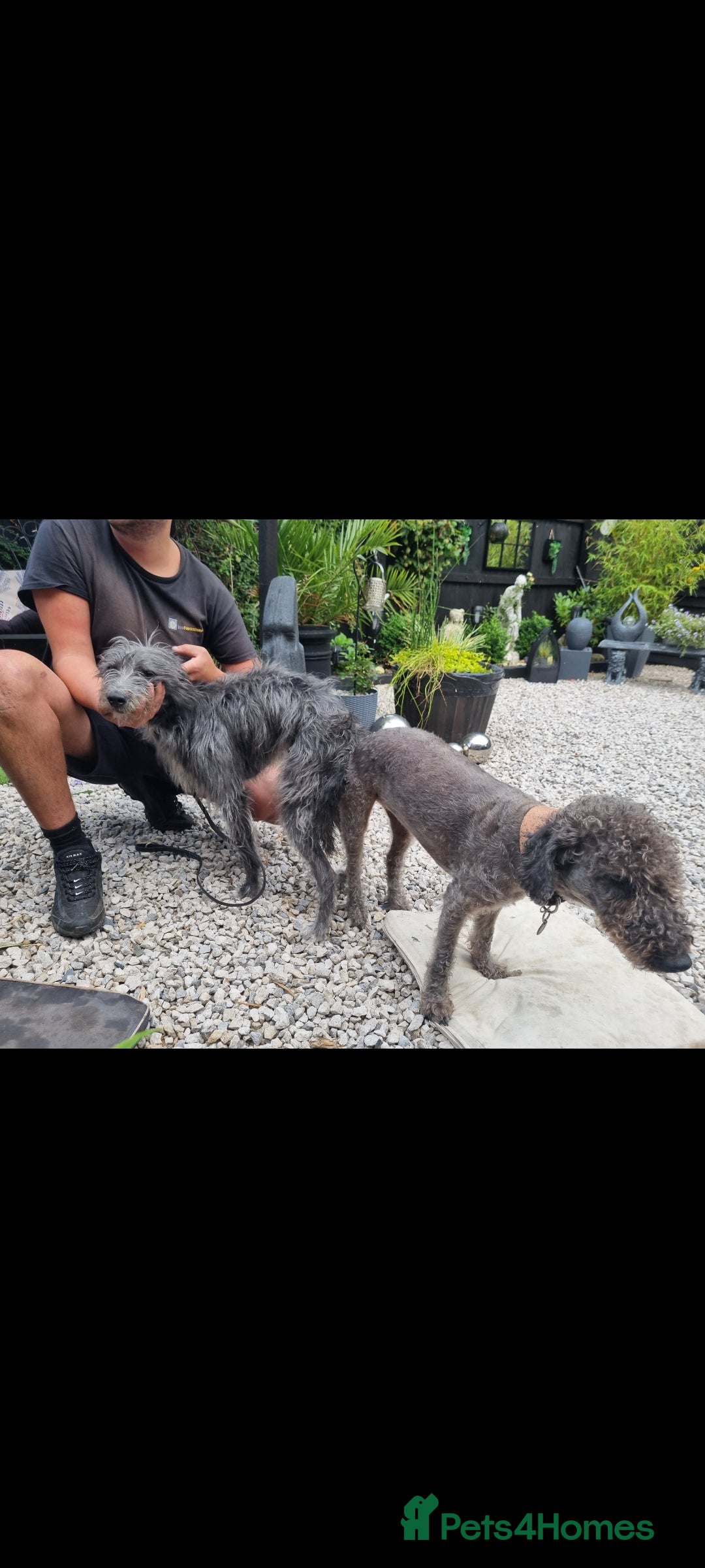 Bedlington Terrier dogs for stud: Bedlington for stud  in Chesterfield - Image 6