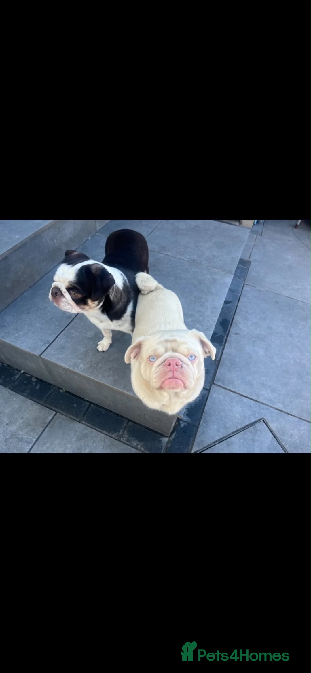 Pug dogs for sale: Unique pug puppies in Swanley - Advert 39
