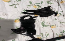 Domestic Shorthair cats for sale: Kittens  - Advert 2