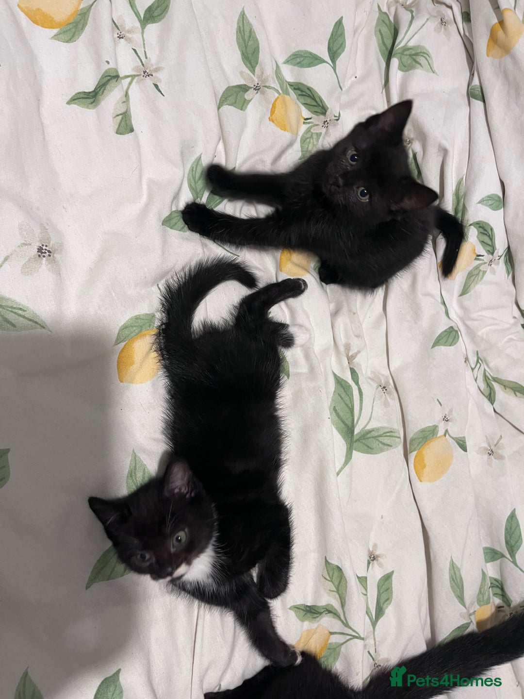 Domestic Shorthair cats for sale: Kittens  - Advert 2