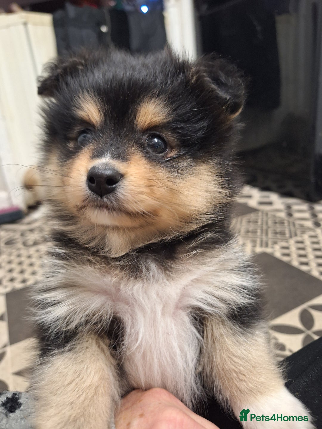 Pomeranian dogs for sale: Little cuties - Advert 35