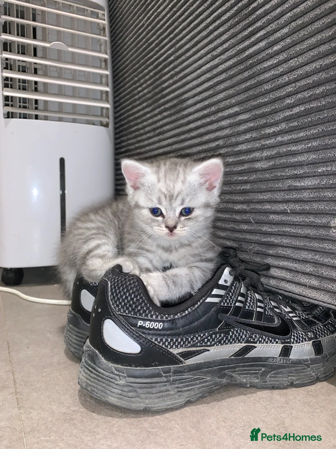 Scottish Fold cats for sale: Scottish fold/bombay kittens  - Advert 6