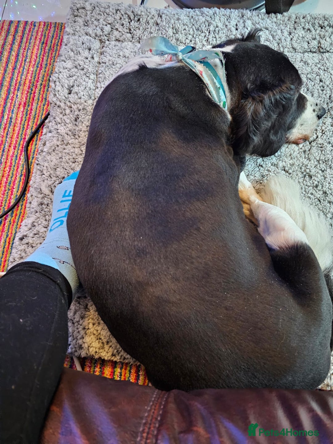 Mixed Breed dogs for adoption: 💙JAKE💙-A GOLDEN BOY WHO DESERVES PEACE, NOT LOSS - Advert 2