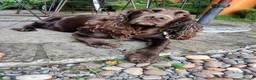 Cocker Spaniel dogs for sale: Pedigree Working Cocker Spaniels 2 boys available - Advert 11