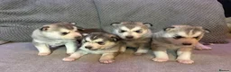 Siberian Husky dogs for sale: Sibirian huskey puppies for sale  - Advert 5