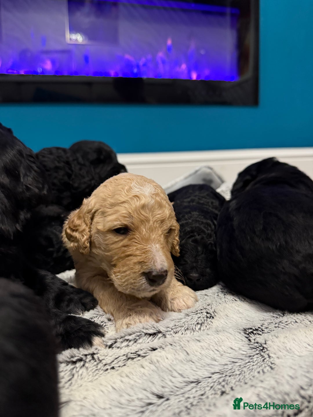 Bernedoodle dogs for sale: Bernedoodle puppies  - Image 1