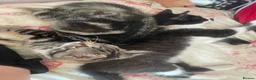 Mixed Breed cats for sale: 2 beautiful kittens  - Advert 3