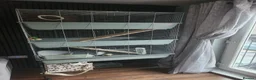 Chinchilla rodents for sale: Fluffy Mosaic Bdc Angora female Chinchilla  in Stoke-on-Trent - Advert 2