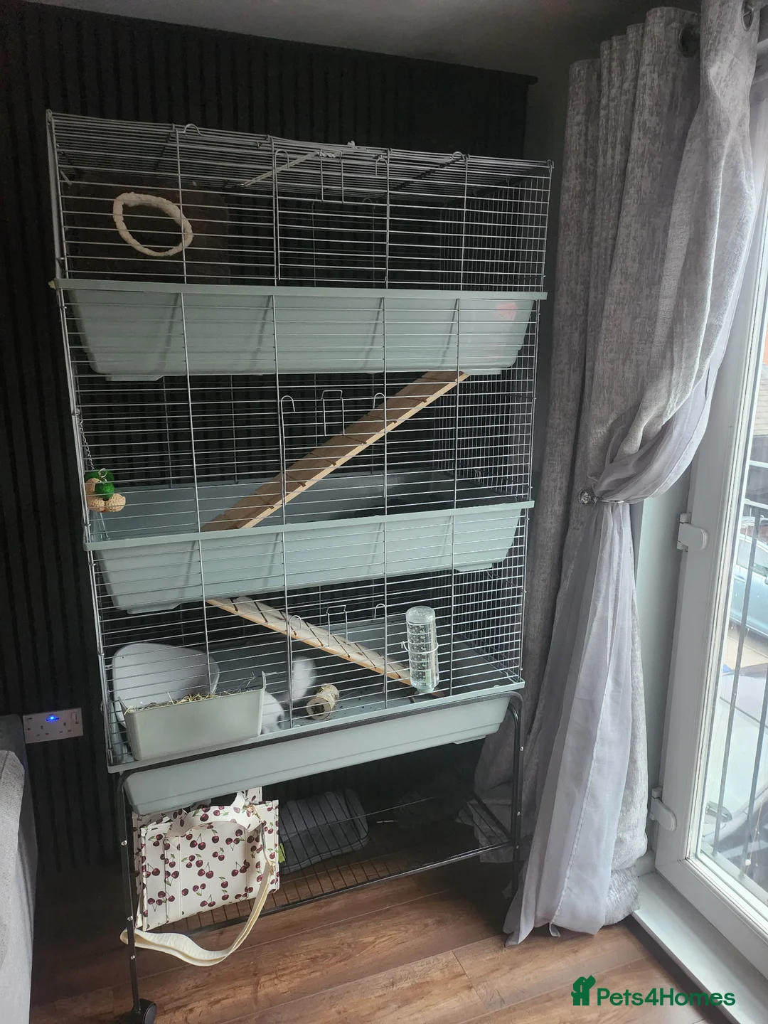 Chinchilla rodents for sale: Fluffy Mosaic Bdc Angora female Chinchilla  in Stoke-on-Trent - Advert 2