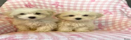 Mixed Breed dogs for sale: Cotonoodle pups ready now fully vaccinated  - Advert 11