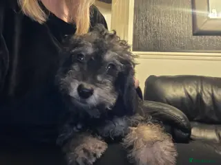 Doxiepoo dogs Beautiful toy poodle phantom rare colour 3/4 pups - Advert 17