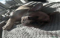 French Bulldog dogs for sale: Male french buldog puppy (lilac fawn) - Image 4