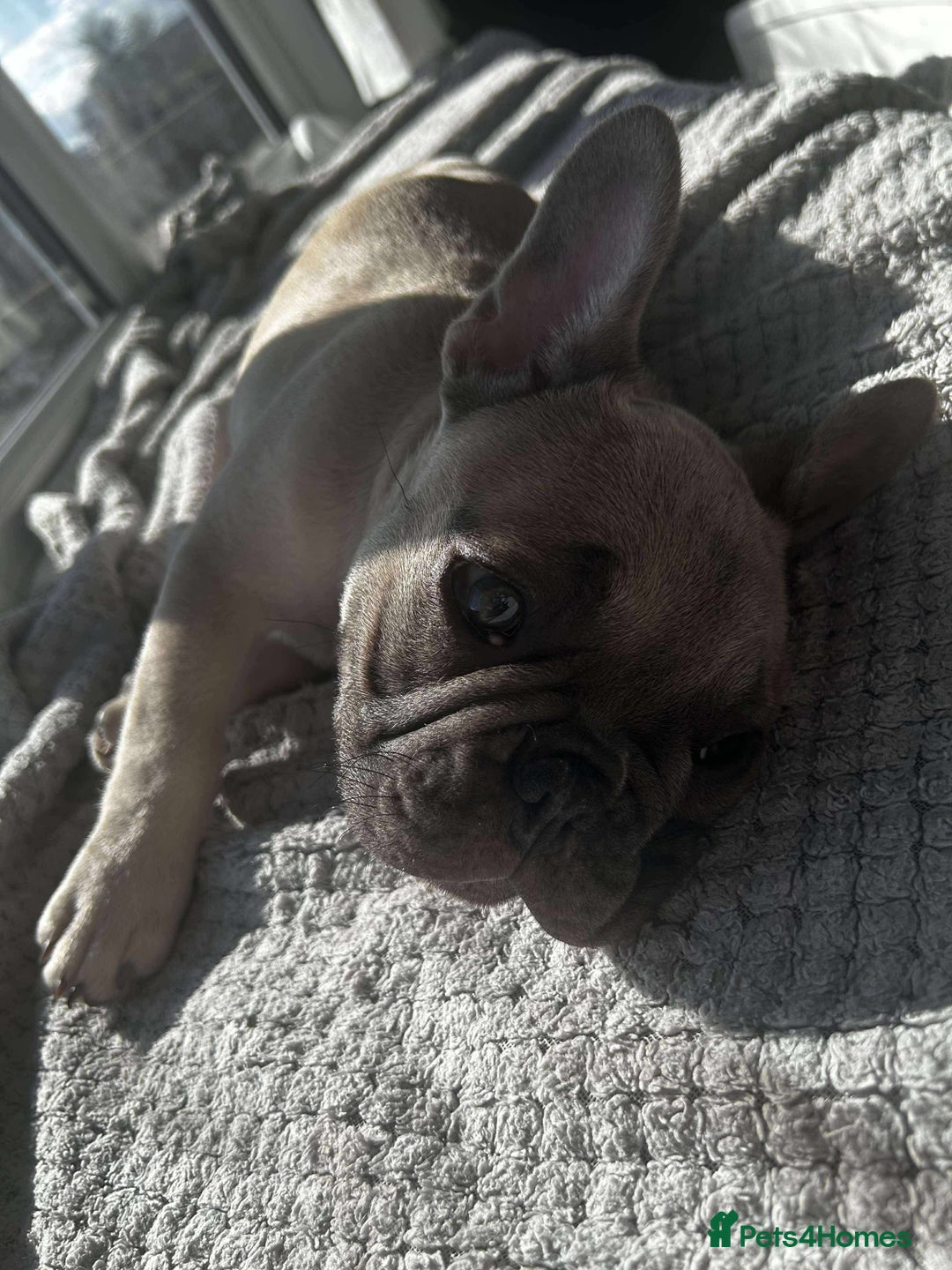 French Bulldog dogs for sale: Male french buldog puppy (lilac fawn) - Image 4