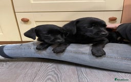 Labrador Retriever dogs for sale: Stunning Labrador puppies - Image 3