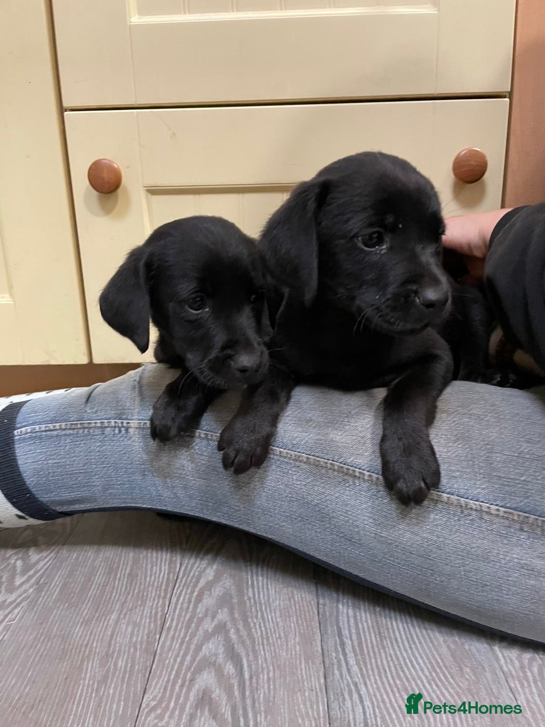 Labrador Retriever dogs for sale: Stunning Labrador puppies - Image 3