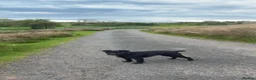 Patterjack dogs for sale: Patterjack pups  - Advert 4