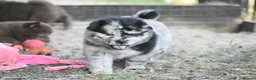 Siberian Husky dogs for sale: Genuine Chowski puppies 🦁  - Advert 12