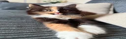 Mixed Breed cats for sale: Merlin - Advert 4