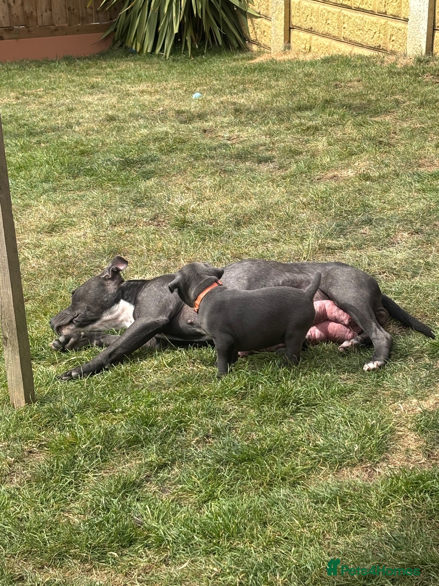 Staffordshire Bull Terrier dogs Staffordshire Bull Terrier pups x4 beautiful girls - Advert 15