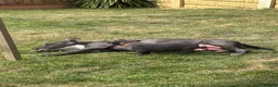 Staffordshire Bull Terrier dogs for sale: Staffordshire Bull Terrier pups x2 beautiful girls - Advert 2