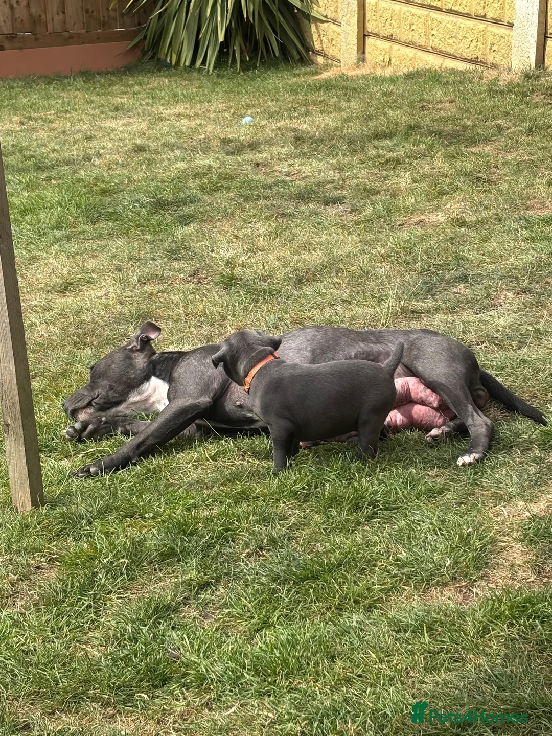 Staffordshire Bull Terrier dogs for sale: Staffordshire Bull Terrier pups x2 beautiful girls - Advert 2