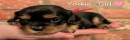 Cavalier King Charles Spaniel dogs for sale: Black & Tan Cavalier King Charles Spaniel Puppies in High Peak - Advert 35