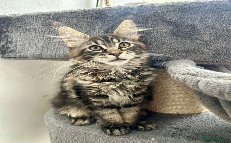Maine Coon cats - Advert 4