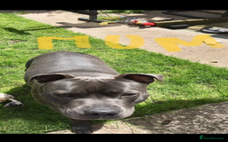 Staffordshire Bull Terrier dogs for sale: KC Staffordshire bull terriers 1 GIRL lEFT  £1350 - Image 27
