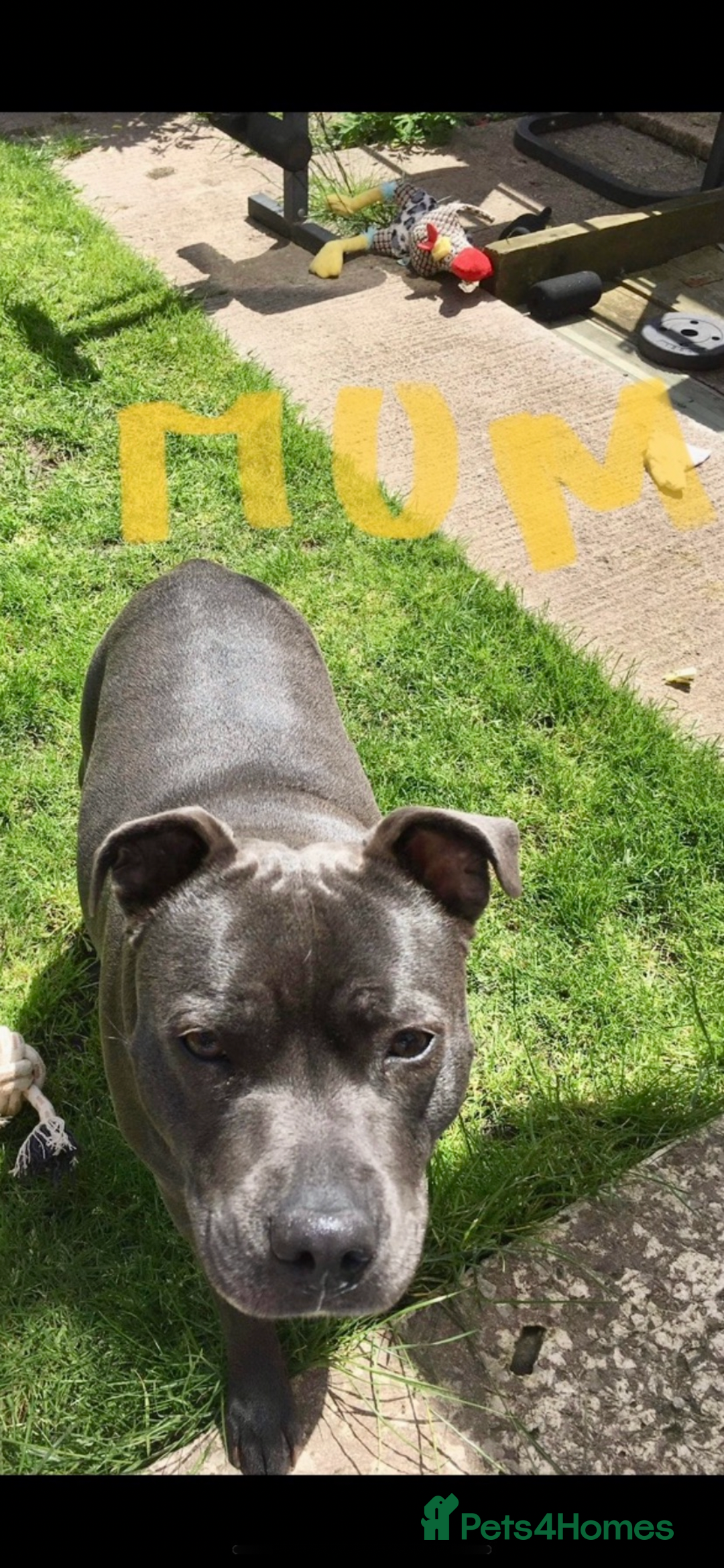 Staffordshire Bull Terrier dogs for sale: KC Staffordshire bull terriers 1 GIRL lEFT  £1350 - Image 27